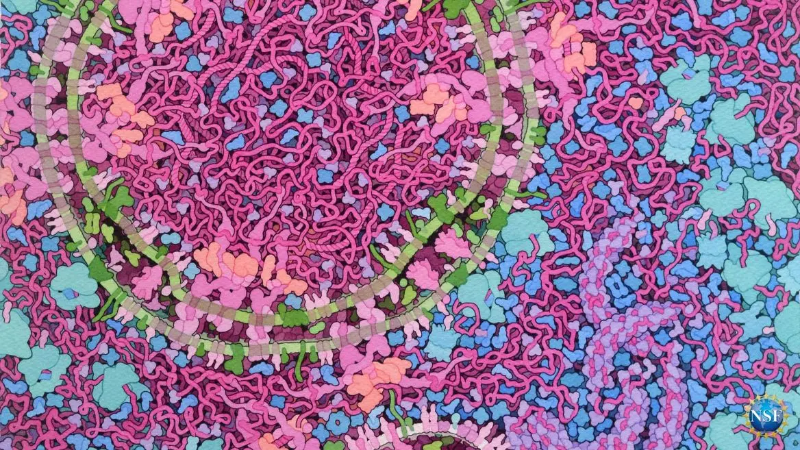 Service ecosystem visualization from NSF customer experience research